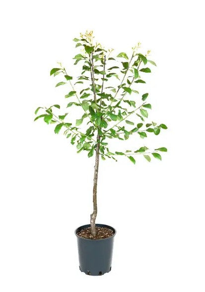 Damson (Prunus) Shropshire Prune 12L