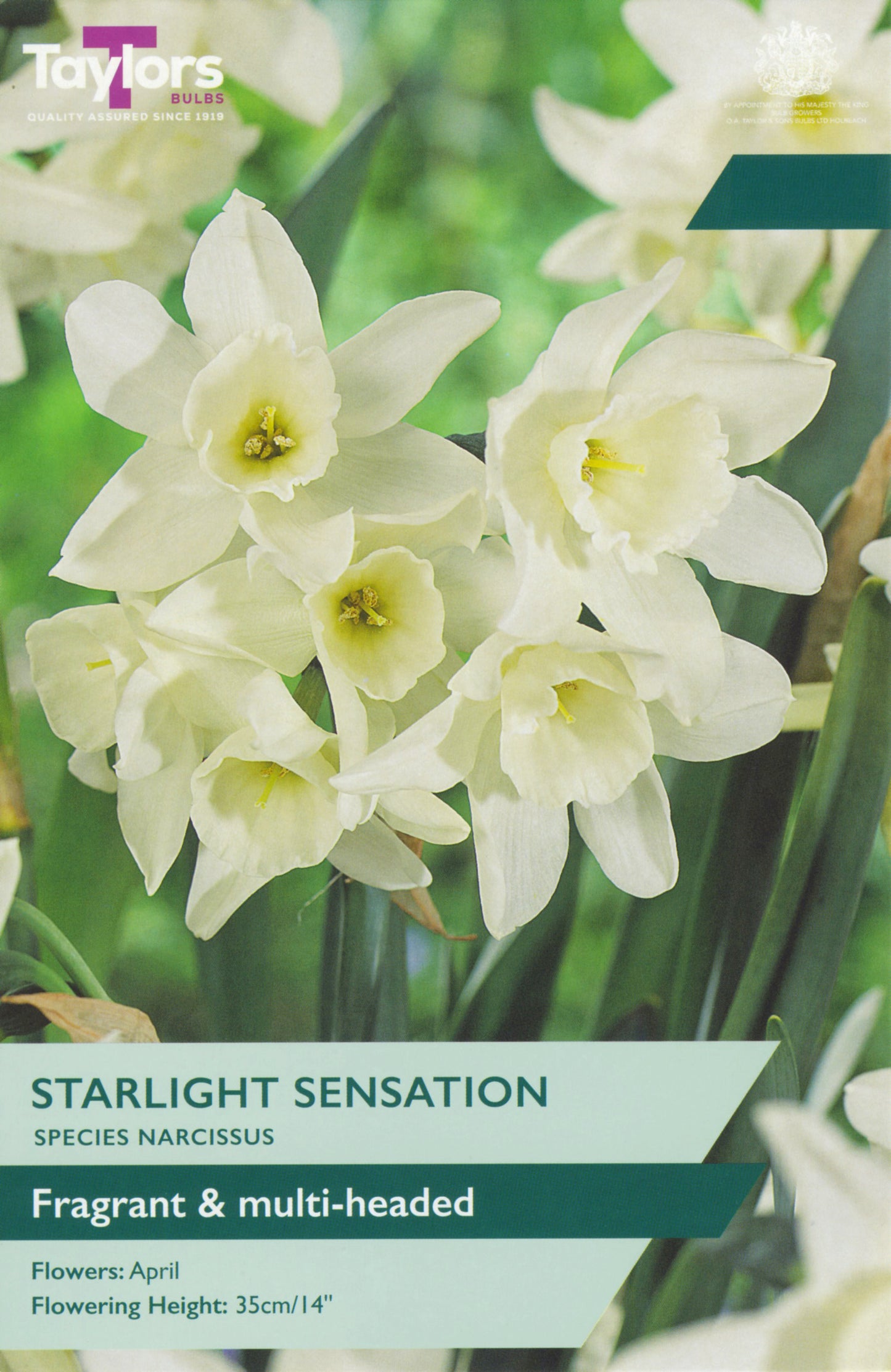 Starlight Sensation bedding plant with clusters of pale pink star-shaped flowers and lush green foliage