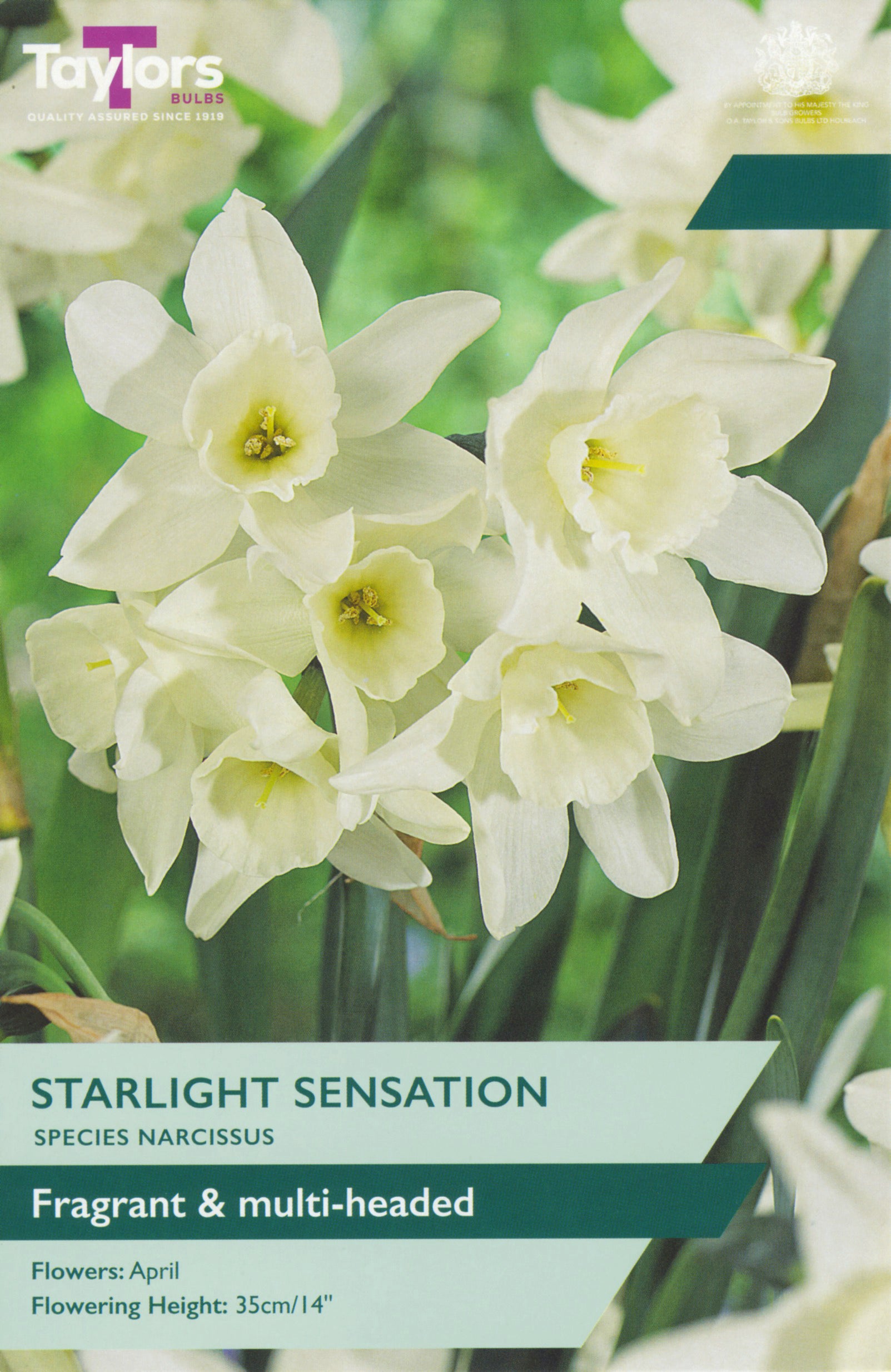 Starlight Sensation bedding plant with clusters of pale pink star-shaped flowers and lush green foliage