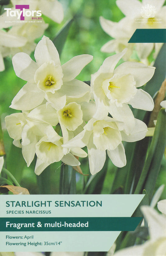 Starlight Sensation bedding plant with clusters of pale pink star-shaped flowers and lush green foliage