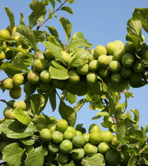 Gage (Prunus) Stella's Star® 12L