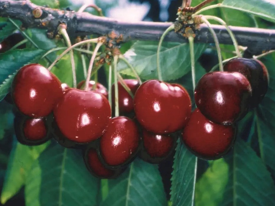 Cherry (Prunus) Stella Patio Gisela 5®