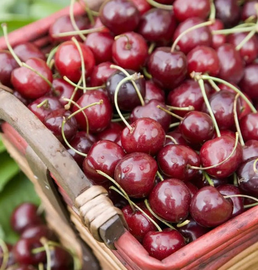 Cherry (Prunus) Stella Patio Gisela 5®