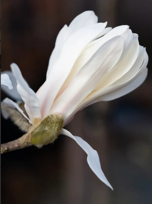 Magnolia Stellata 80cm stem C35