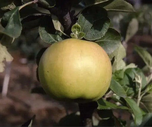 Apple (Malus) Stirling Castle MM106