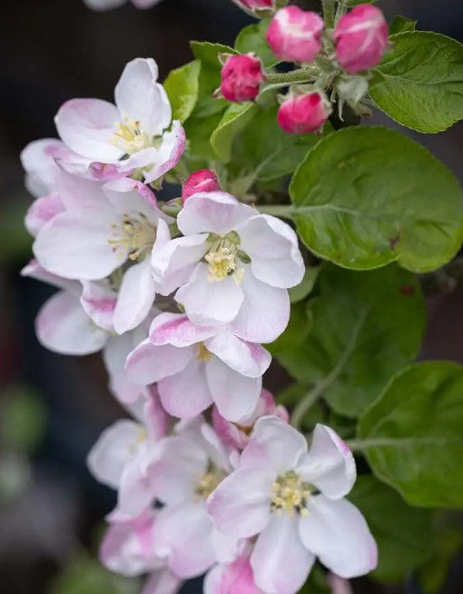 Apple (Malus) Stirling Castle MM106