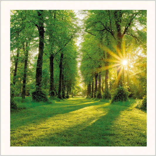 Summer Sunburst Eco-Card