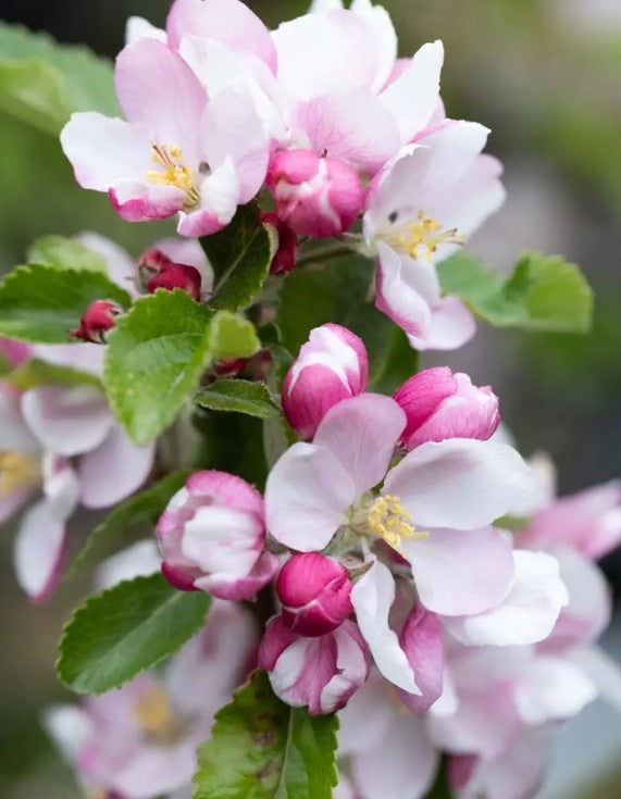 Apple (Malus) Sunset Cordon M9