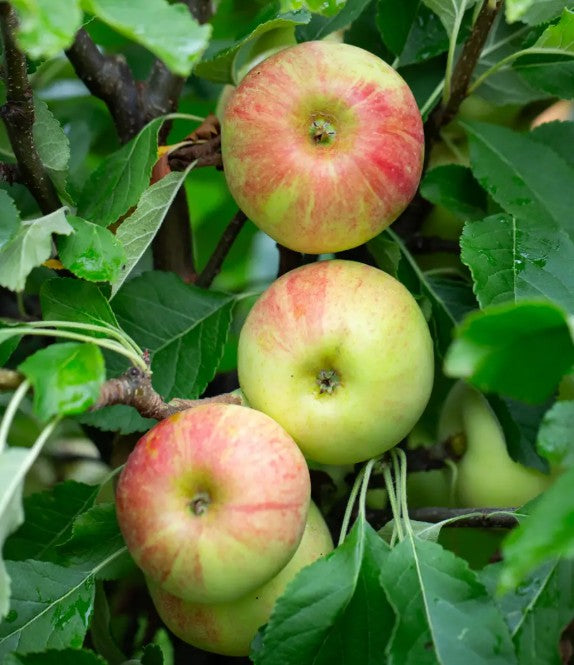 Apple (Malus) Sunset Cordon M9