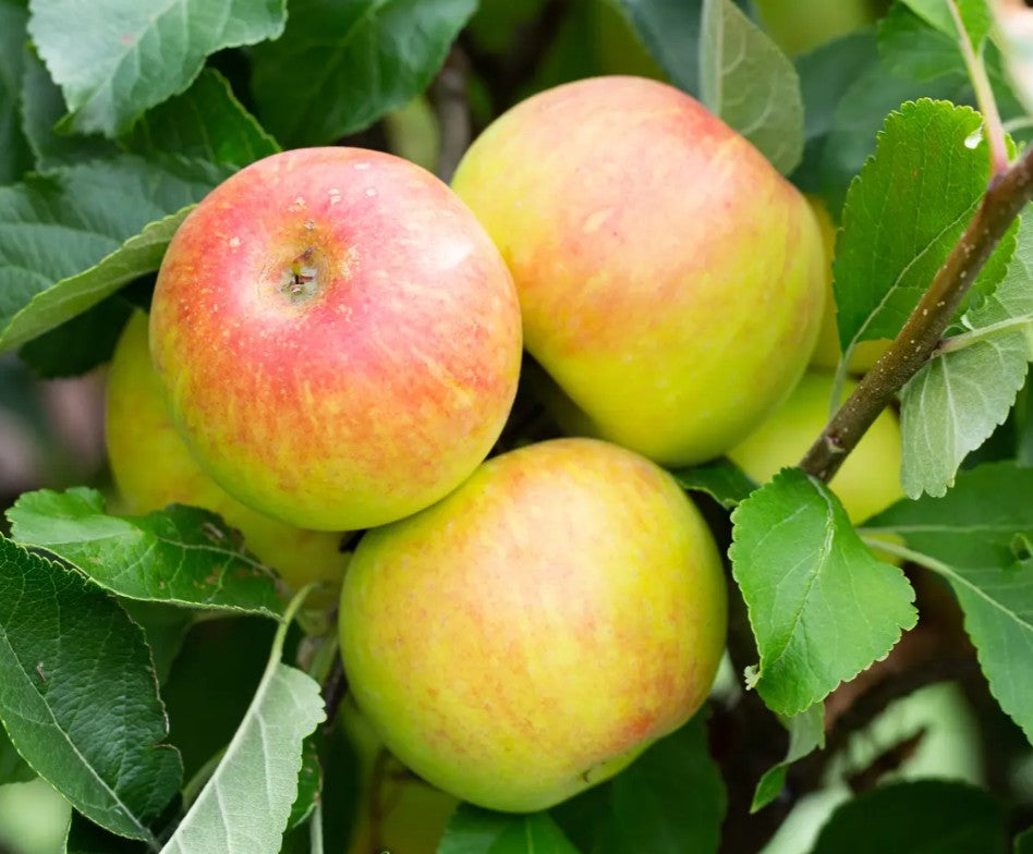 Apple (Malus) Sunset Cordon M9