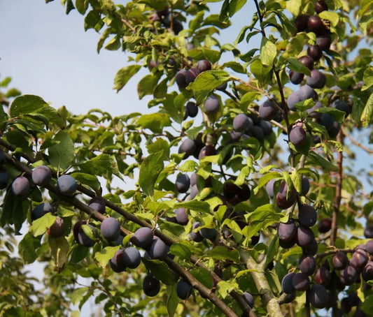 Damson (Prunus) Sweet Prune
