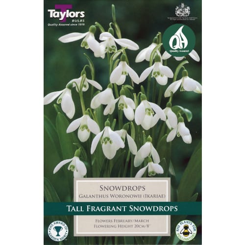 Galanthus woronowii 18 bulbs