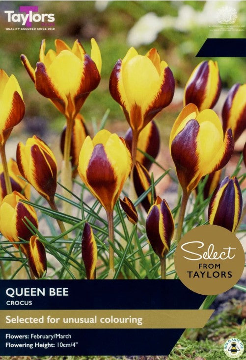 Taylors Bulbs Crocus 'Queen Bee' 7