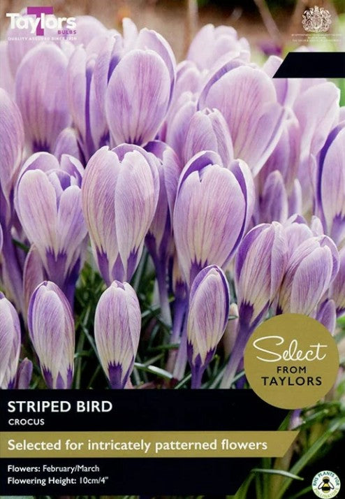 Taylors Bulbs Crocus 'Striped Bird' 15