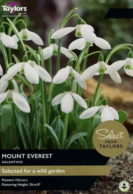 Taylors Bulbs Galanthus 'Mount Everest' (7)