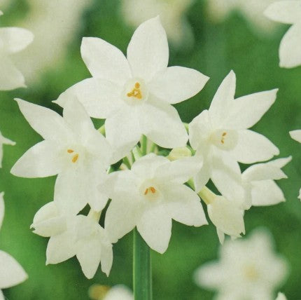 Taylors Bulbs Paperwhite Narcissus grandiflora
