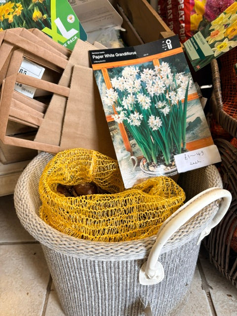 Taylors Bulbs Paperwhite Narcissus grandiflora