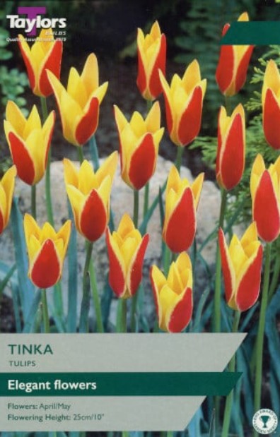 Taylors Bulbs Tulip Tinka (15)