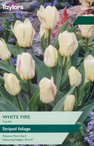 Taylors Bulbs Tulip White Fire (8)
