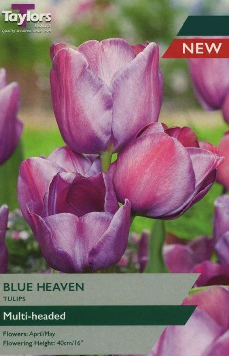 Taylors Bulbs Tulip 'Blue Heaven' 6