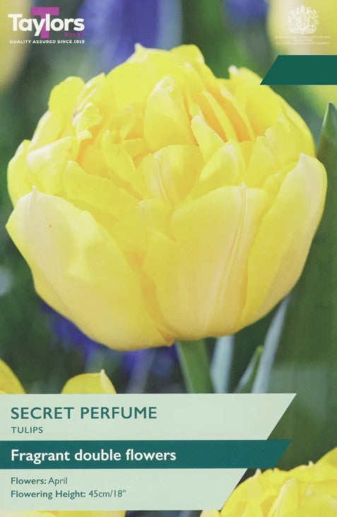 Taylors Bulbs Tulip 'Secret Perfume' (6)