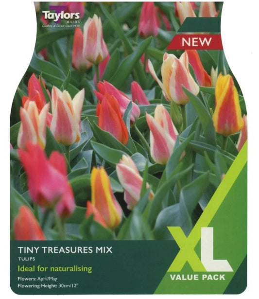 Taylors Bulbs Tulips Tiny Treasures Mix (18)