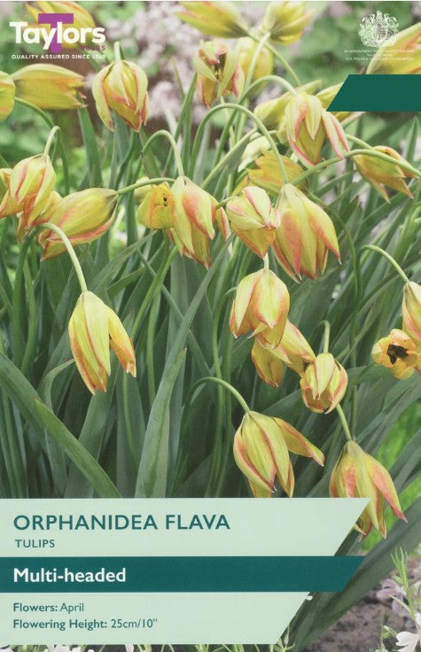 Taylors Bulbs Tulips `Orphanidea Flava` (12)