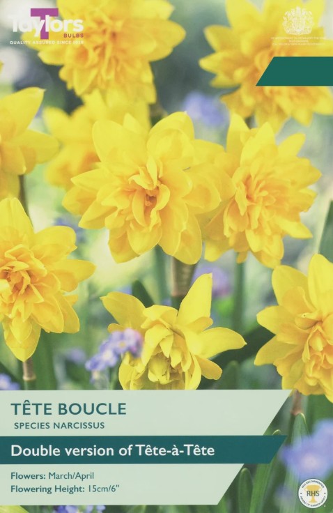 Taylors Bulbs Narcissus 'Tete Boucle' (12)
