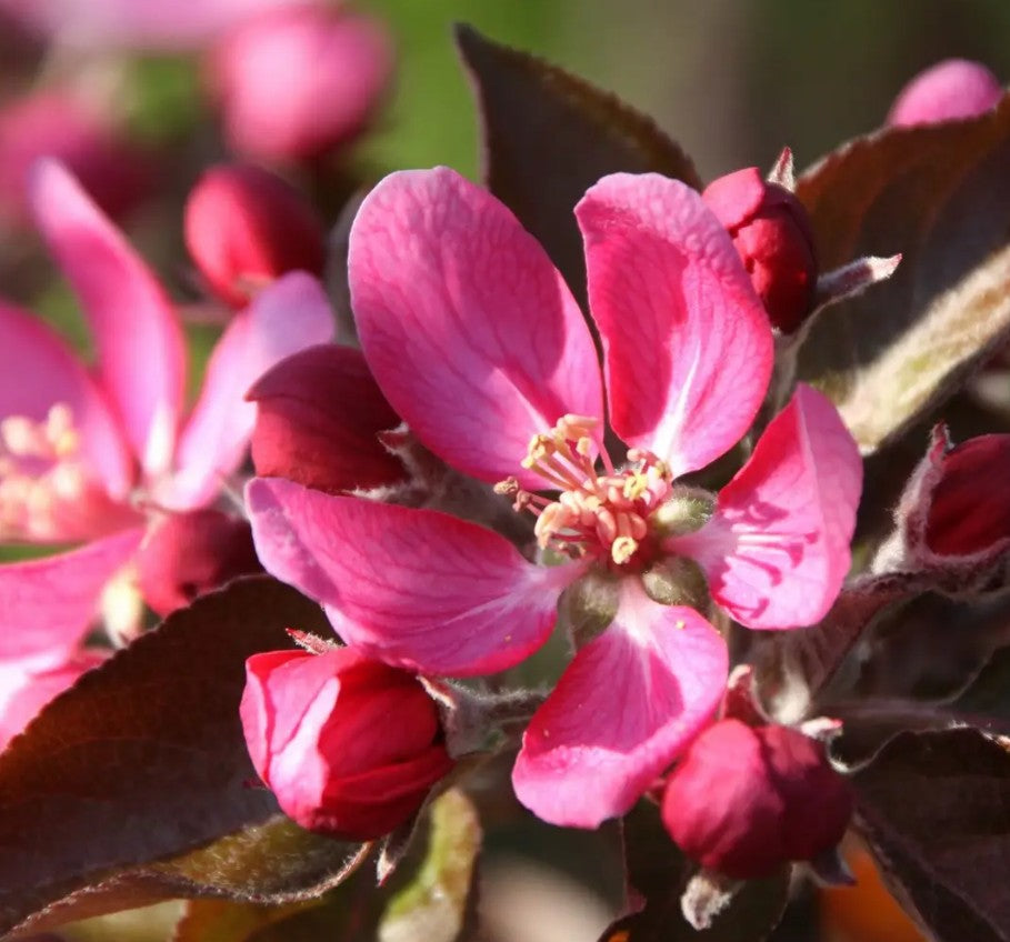 Apple (Malus) TICKLED PINK Baya® Marisa M26