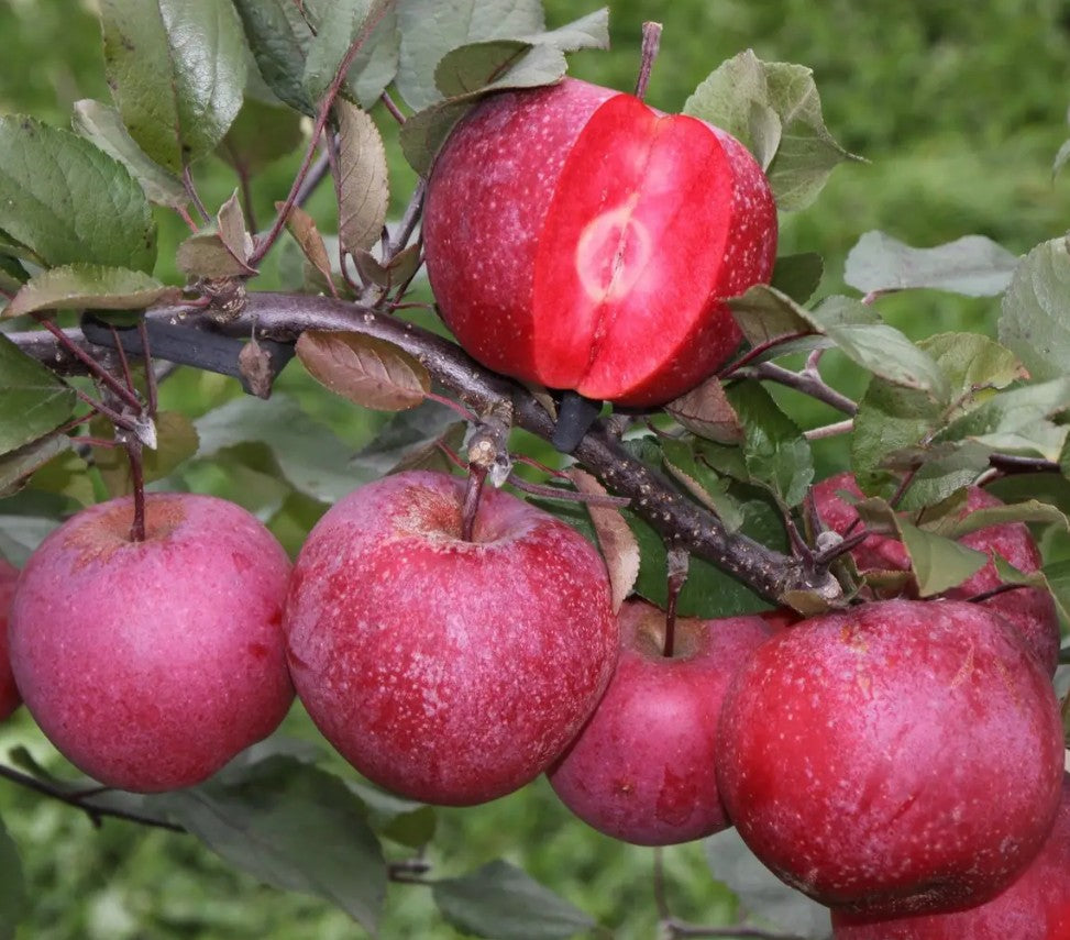 Apple (Malus) TICKLED PINK Baya® Marisa M26