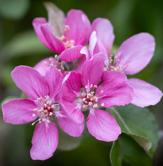 Apple (Malus) TICKLED PINK Baya® Marisa MM106