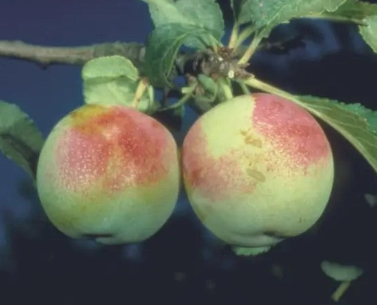 Gage (Prunus) Early Transparent 12L