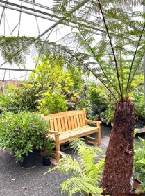 Tree Fern 3 Ft Trunk