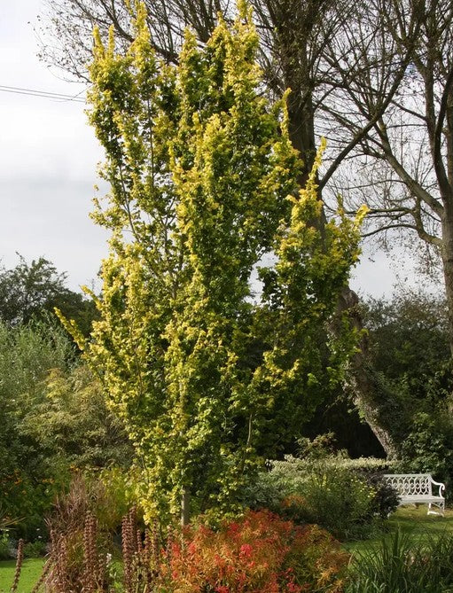 Ulmus x hol Wredei 12L