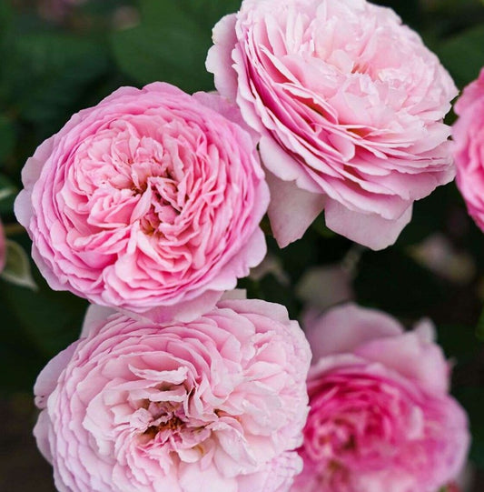 Rose 'Unique Aroma'