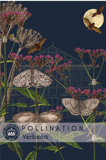 Thompson & Morgan Kew 'Verbena' seeds