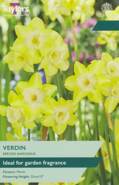 Taylors Bulbs Narcissus 'Verdin' (10)
