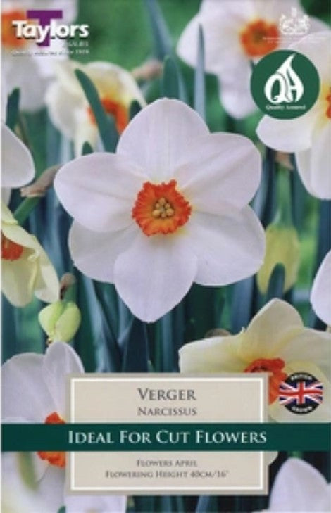 Taylors Bulbs Narcissus `Verger` (6)