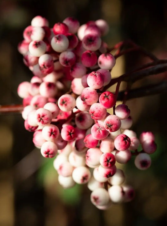 Sorbus vilmorinii