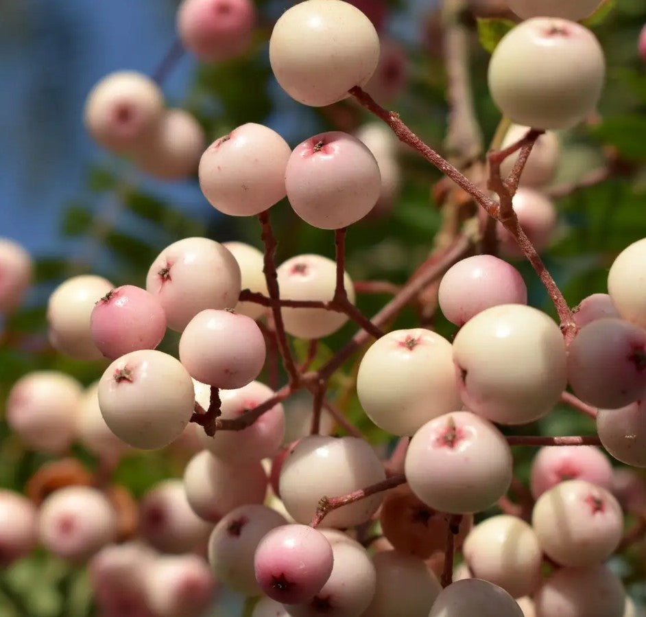 Sorbus vilmorinii