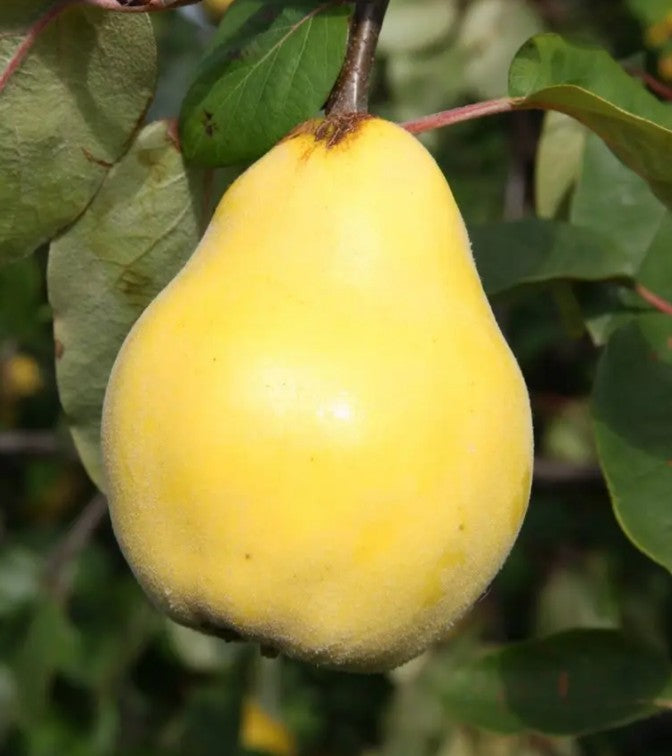 Quince (Cydonia) Vranja Half Standard