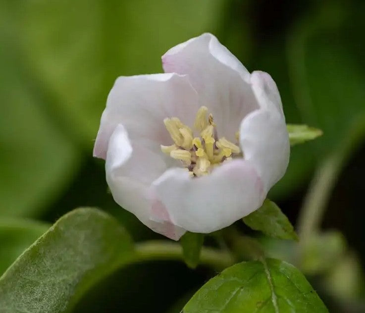 Quince (Cydonia) Vranja Half Standard