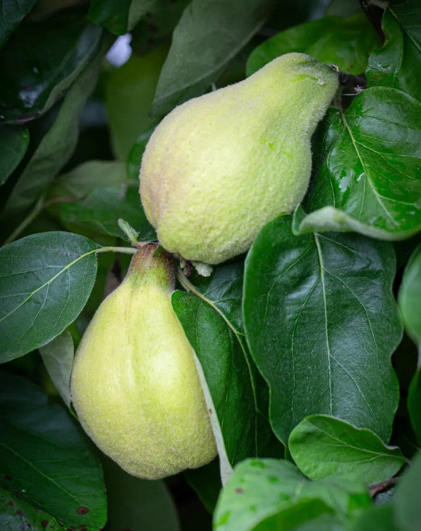 Quince (Cydonia) Vranja Half Standard