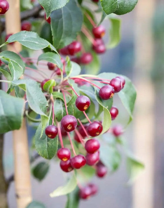 Malus bre Wedding Bouquet — 12L Container