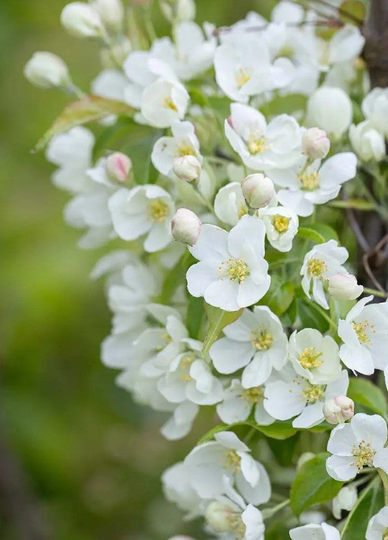 Malus bre Wedding Bouquet — 12L Container