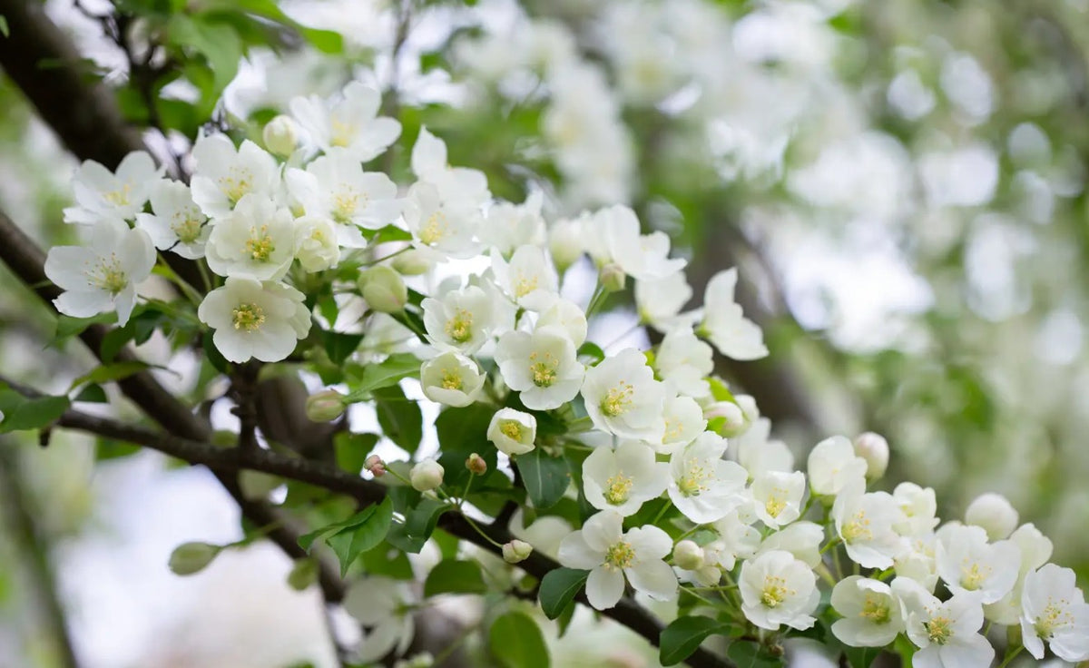 Malus bre Wedding Bouquet — 12L Container