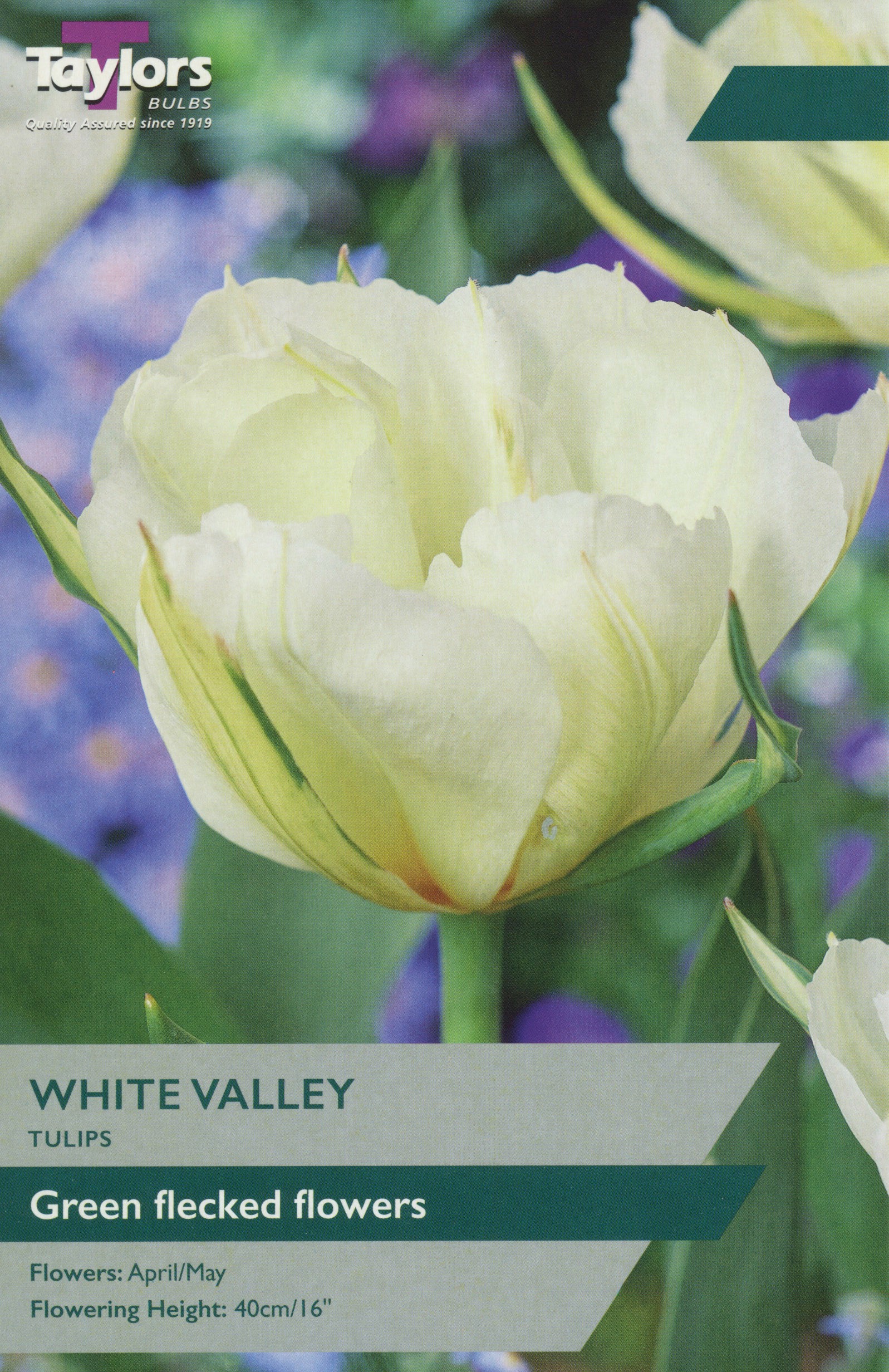 White Valley plant with dense clusters of small white flowers and dark green foliage for cottage gardens