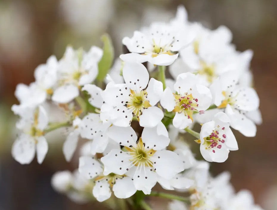 Pear (Pyrus) Williams' Bon Chrétien Half Standard