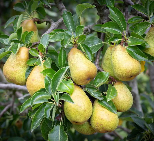 Pear (Pyrus) Williams' Bon Chrétien Half Standard