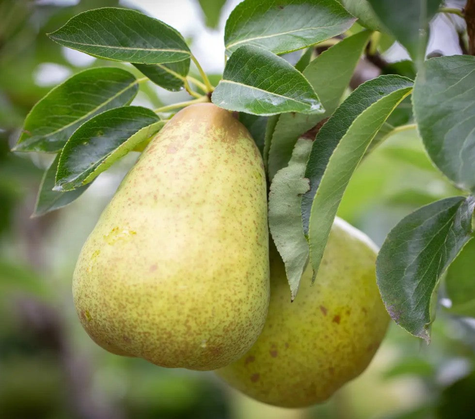 Pear (Pyrus) Williams' Bon Chrétien Half Standard